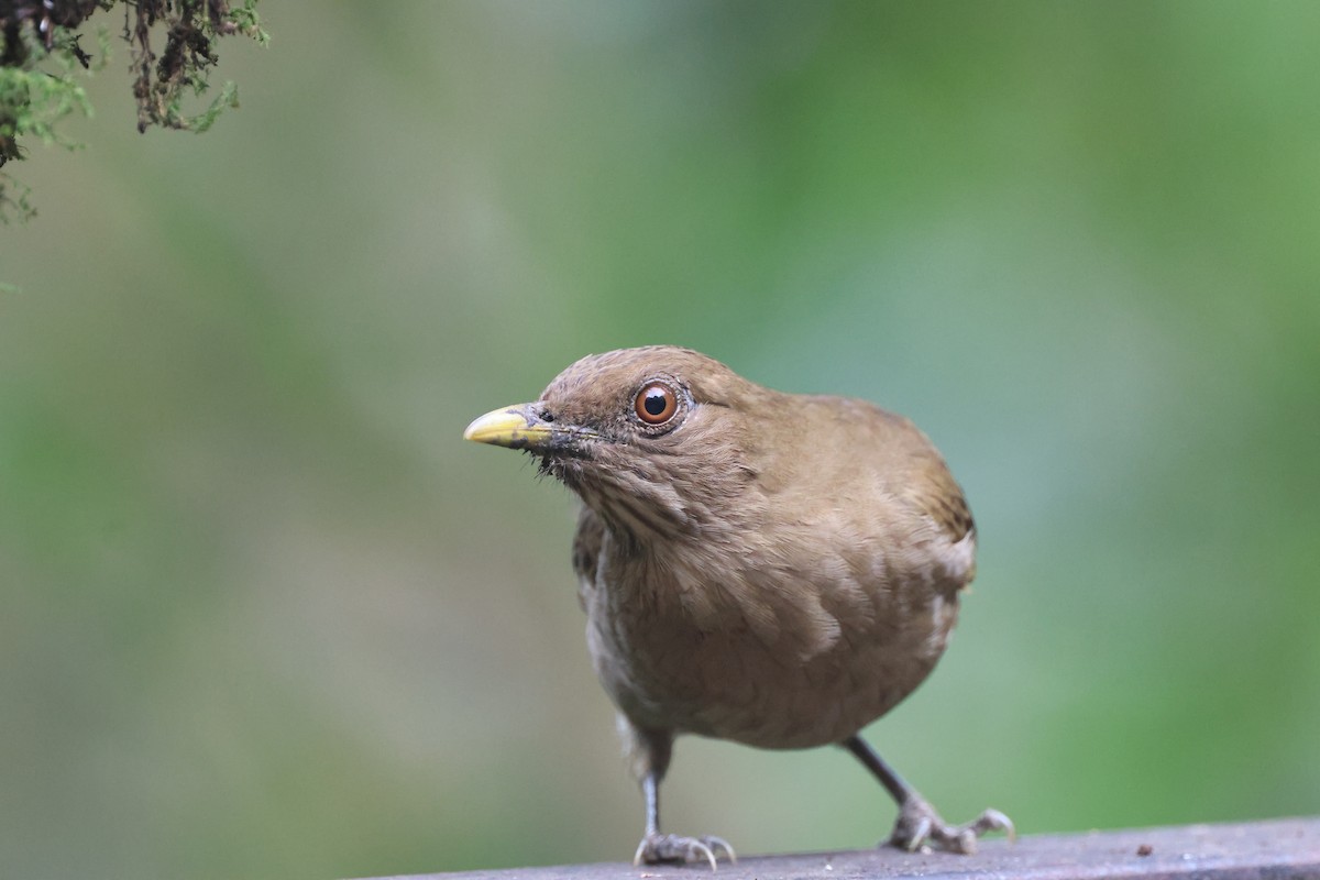 Merle fauve - ML645690596