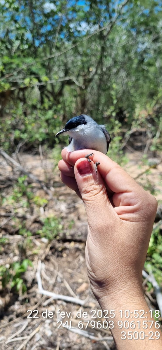 Tropical Gnatcatcher (atricapilla) - ML645690609