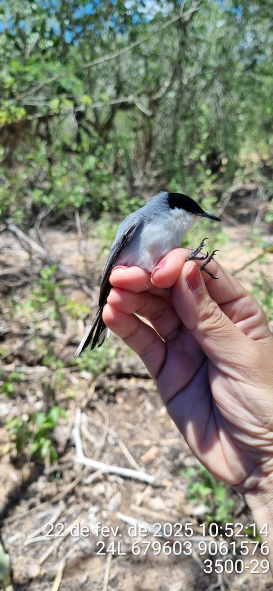 Tropical Gnatcatcher (atricapilla) - ML645690610