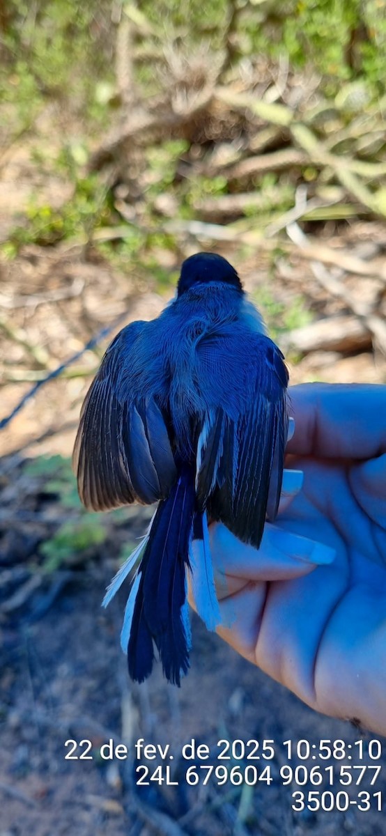 Tropical Gnatcatcher (atricapilla) - ML645690611