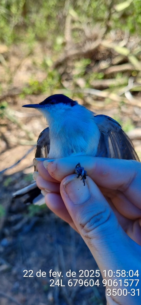 Tropical Gnatcatcher (atricapilla) - ML645690612