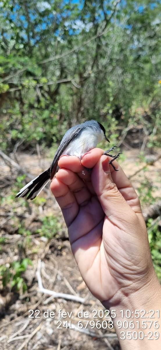 Tropical Gnatcatcher (atricapilla) - ML645690613