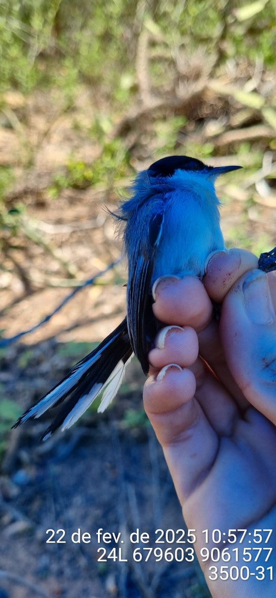 Tropical Gnatcatcher (atricapilla) - ML645690614