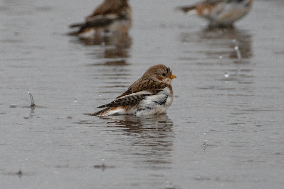 Snow Bunting - ML645690622