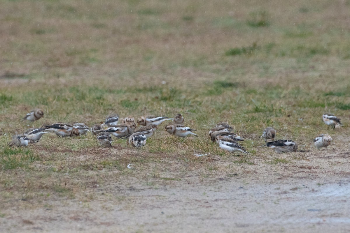 Snow Bunting - ML645690625