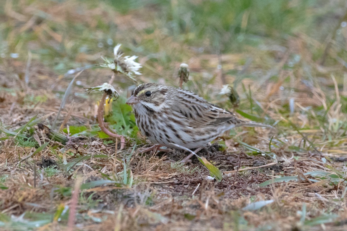 Savannah Sparrow - ML645690631
