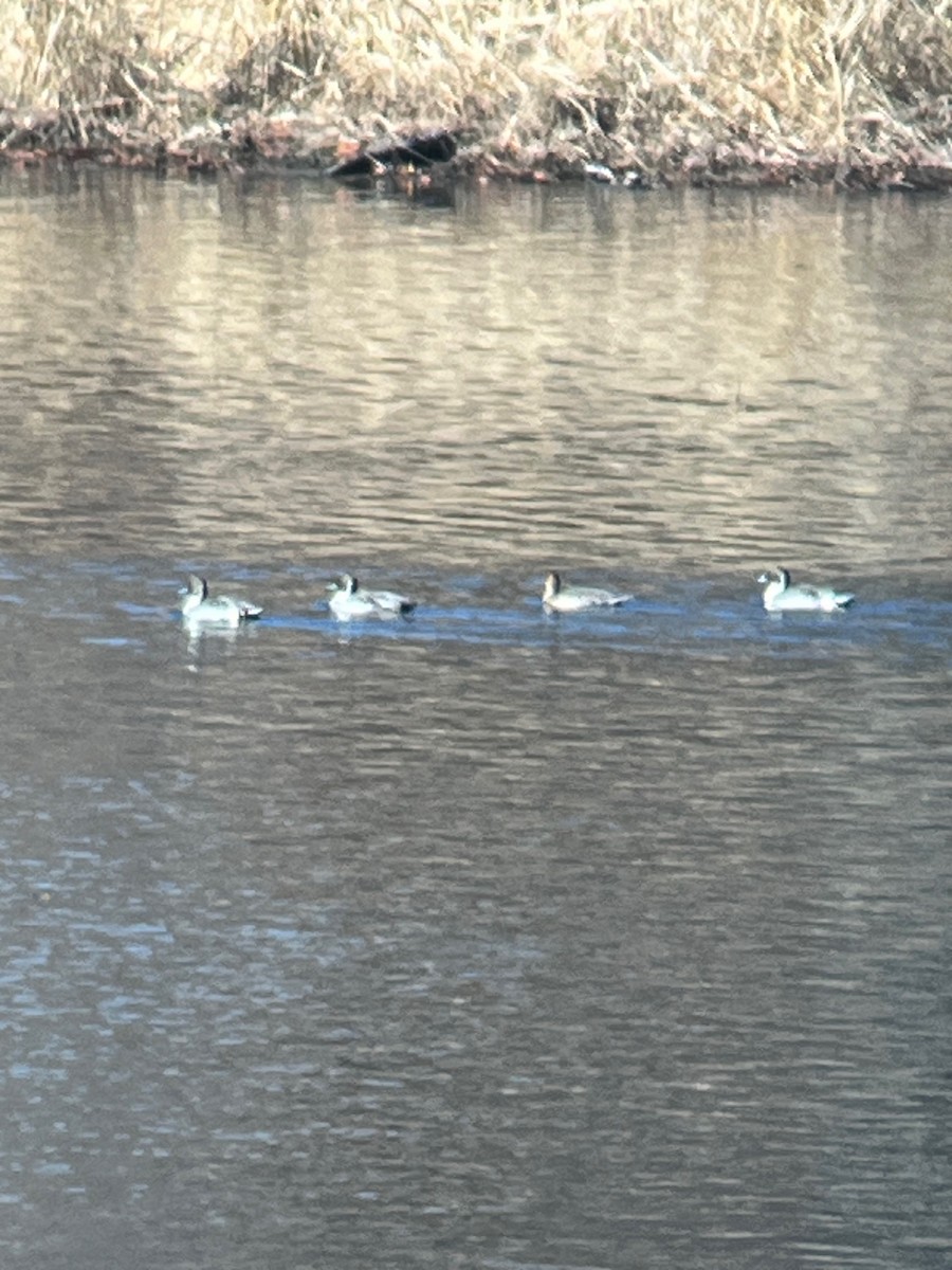 Northern Pintail - ML645690632