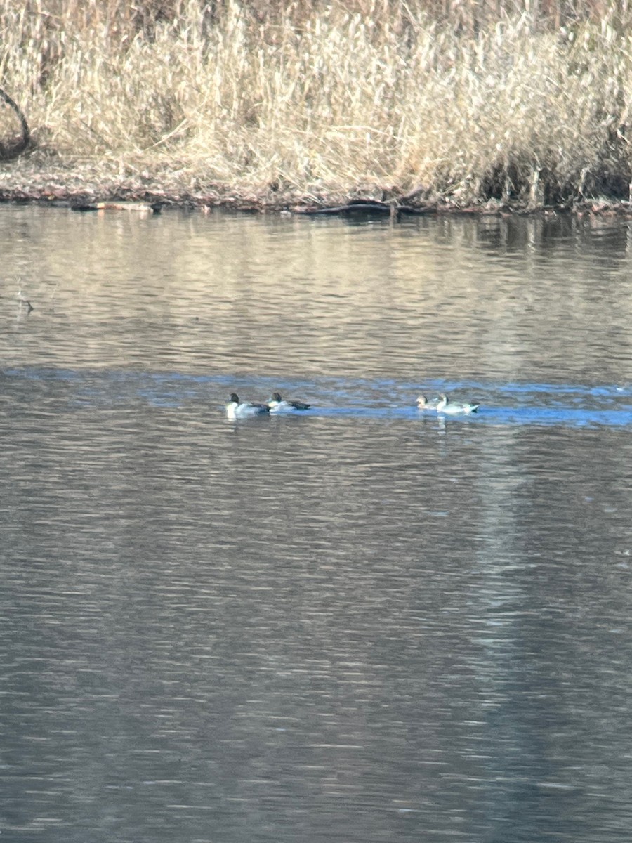 Northern Pintail - ML645690633