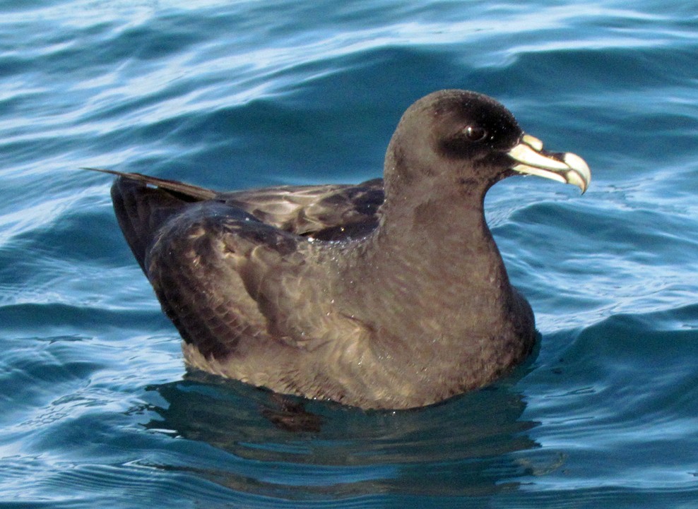 Beyaz Gıdılı Yelkovan - ML645690639