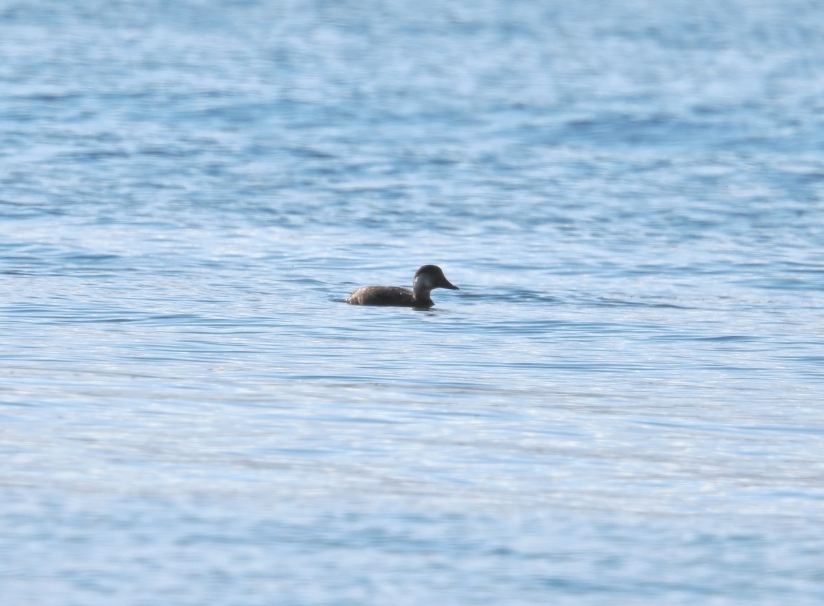 クロガモ - ML645690640