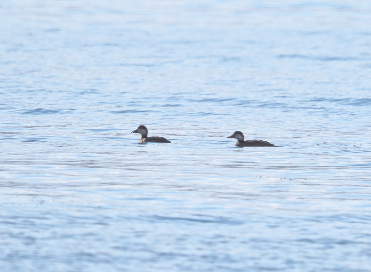 クロガモ - ML645690641