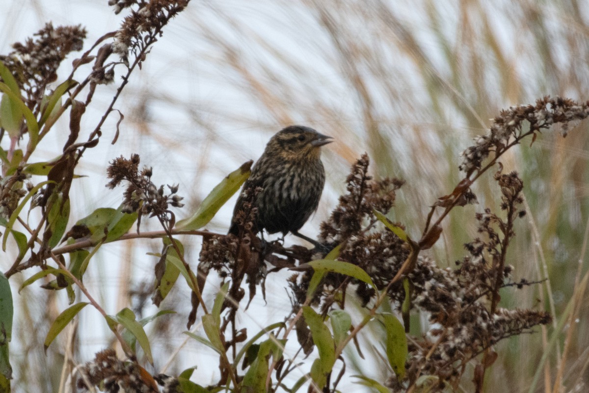 Red-winged Blackbird - ML645690643