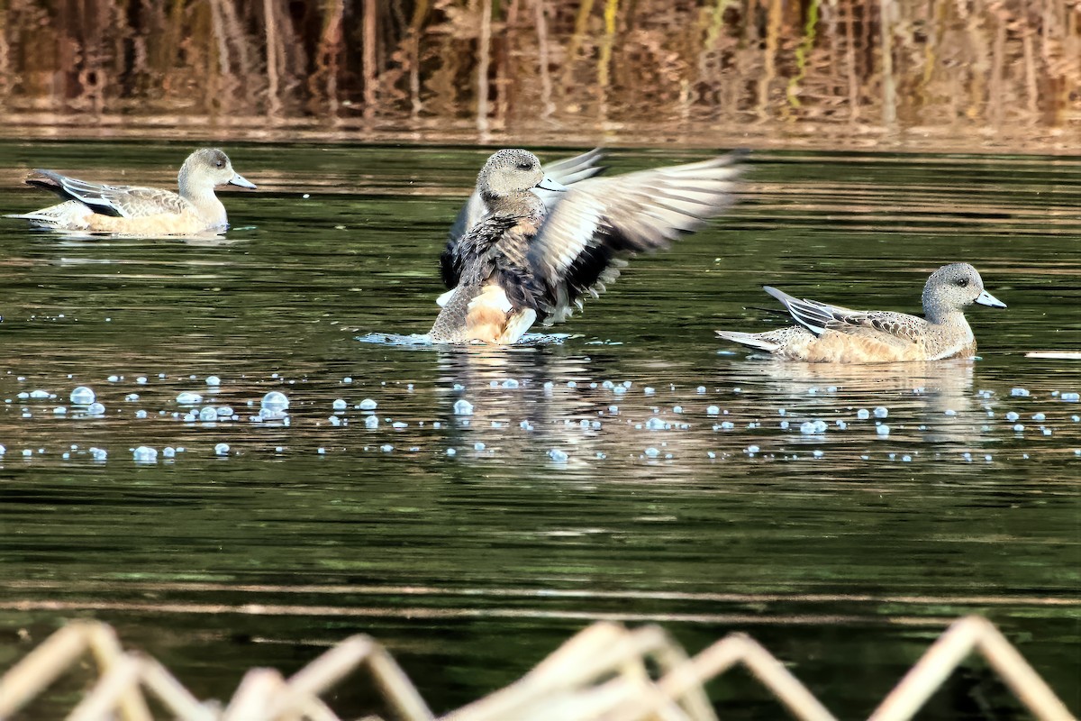 American Wigeon - ML645690645