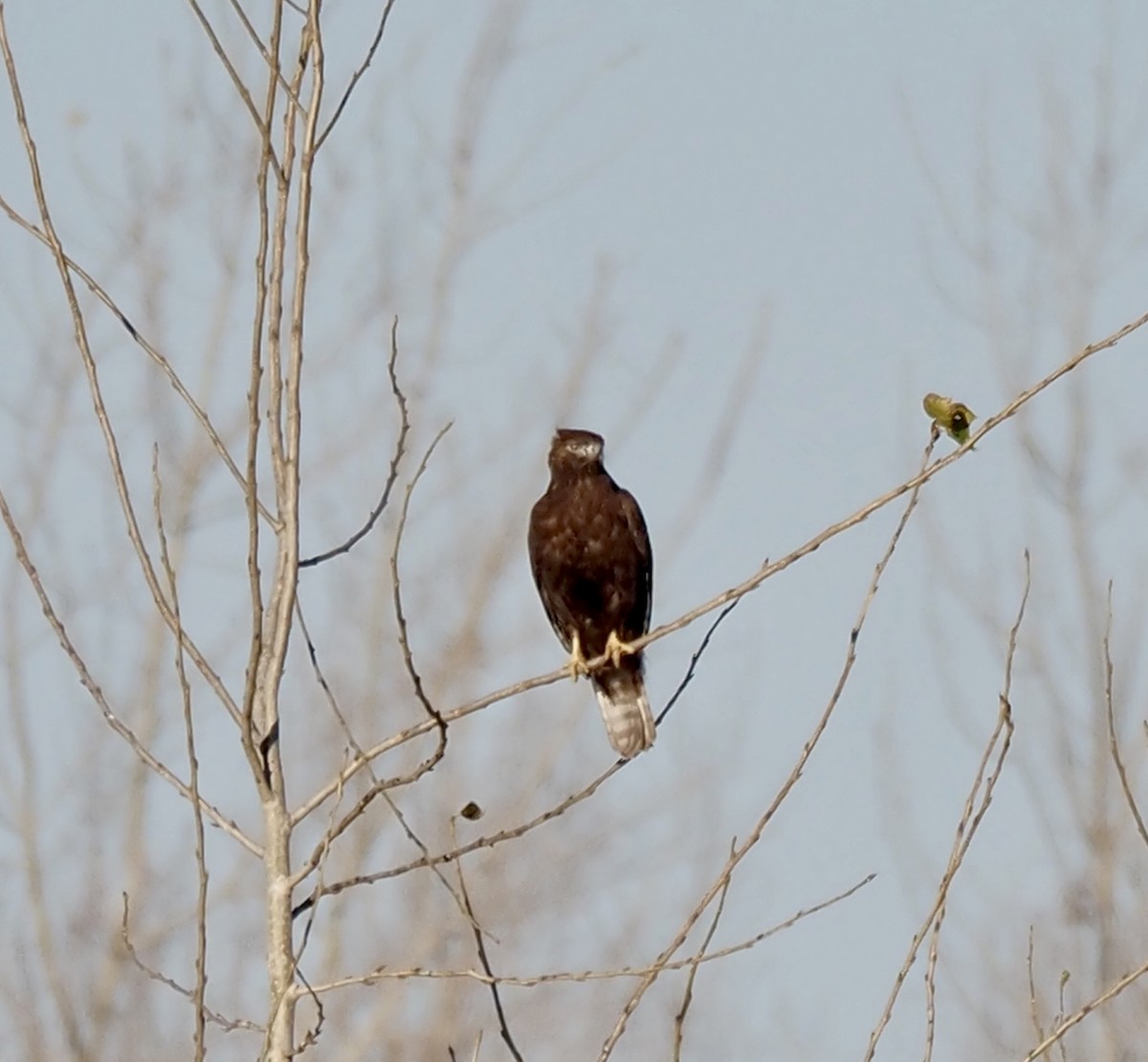 Red-tailed Hawk (Harlan's) - ML645690646