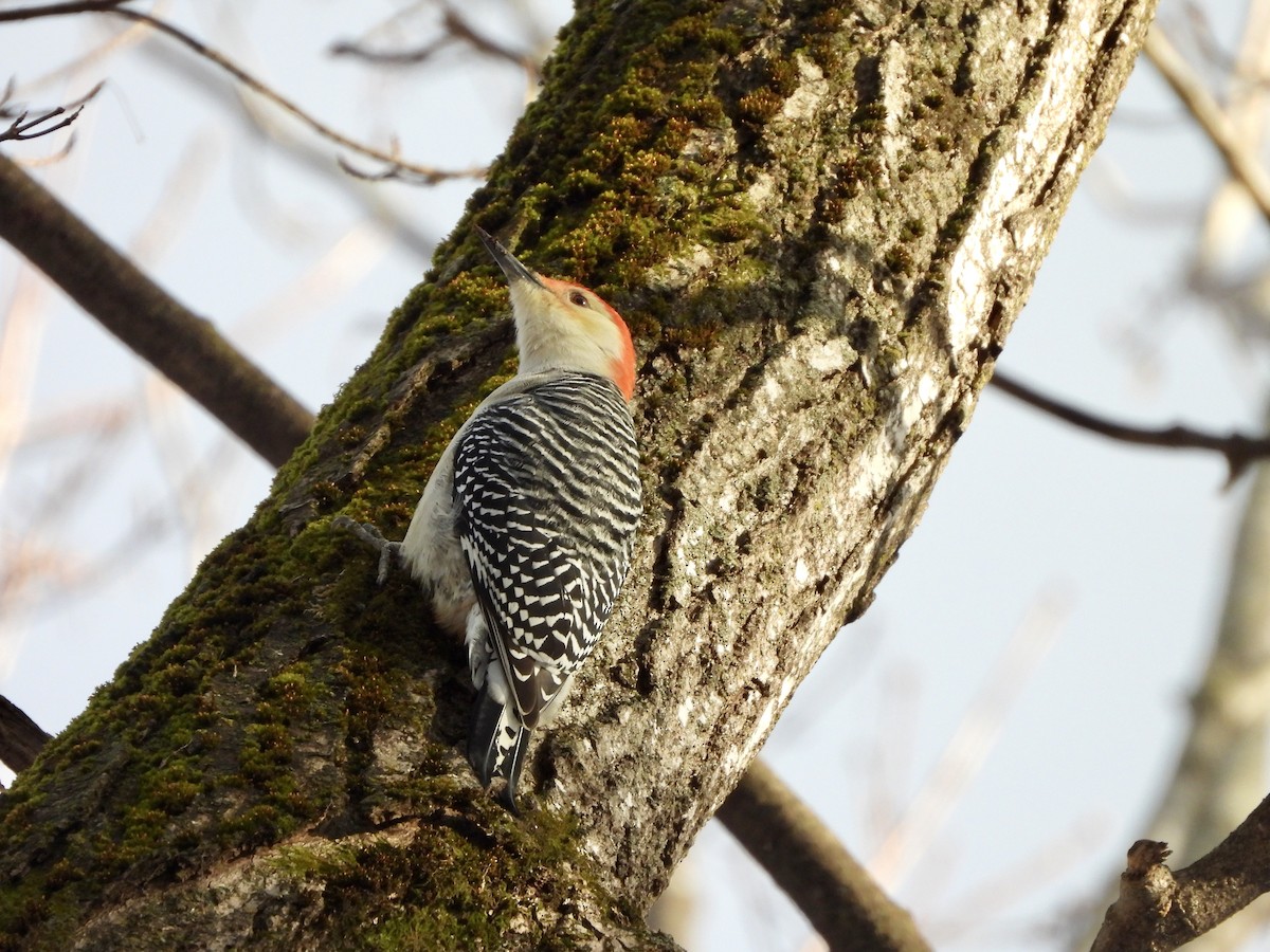 Red-bellied Woodpecker - ML645690648