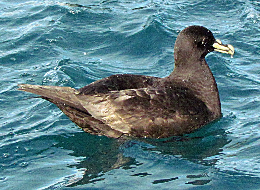 buřňák bělobradý - ML645690649