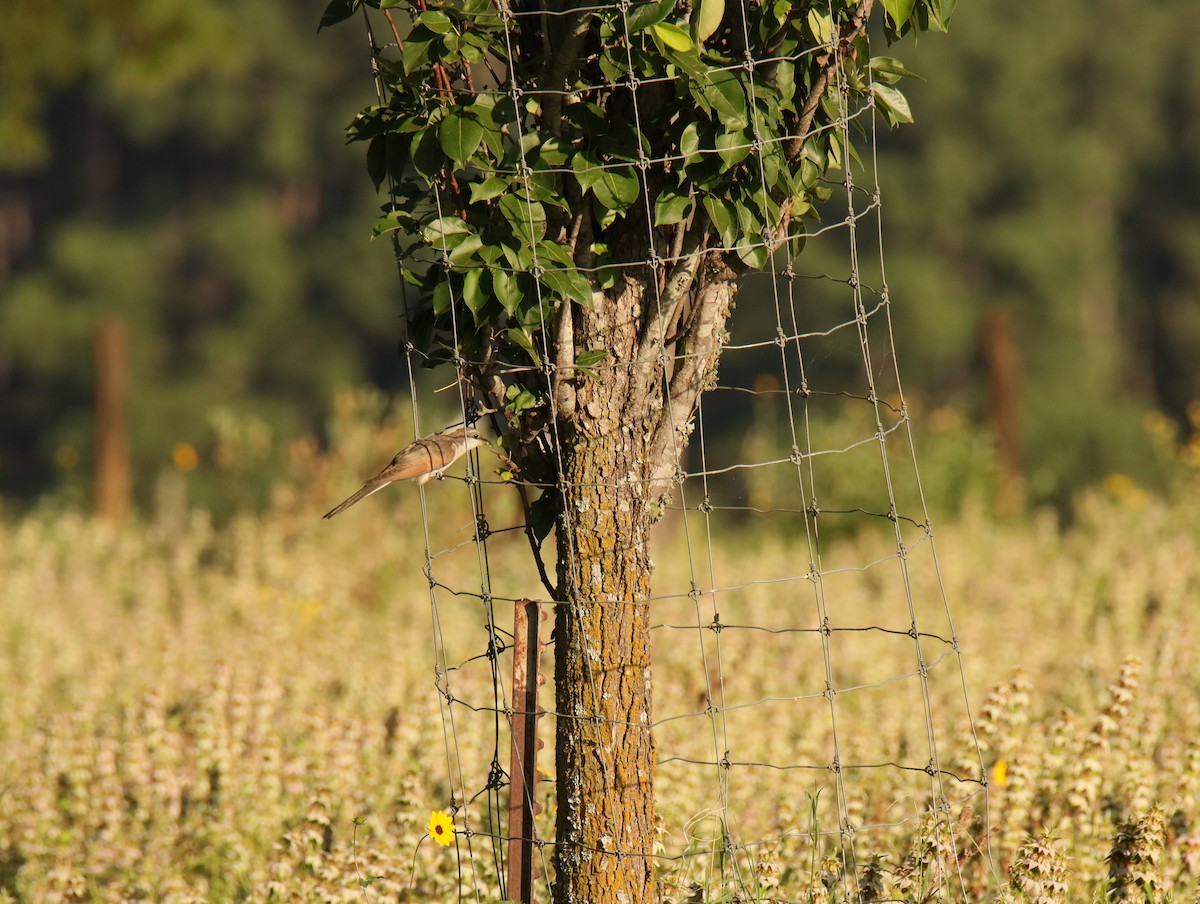 Yellow-billed Cuckoo - ML645690651