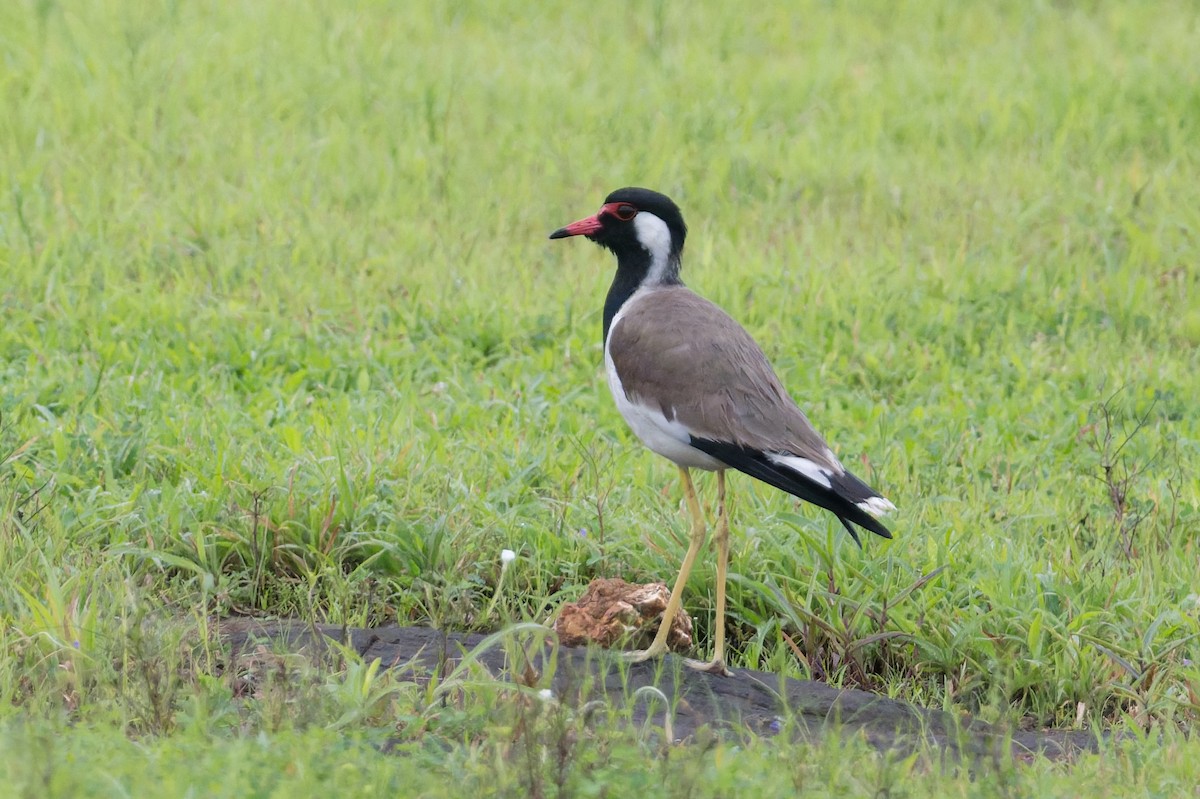Red-wattled Lapwing - ML645690653