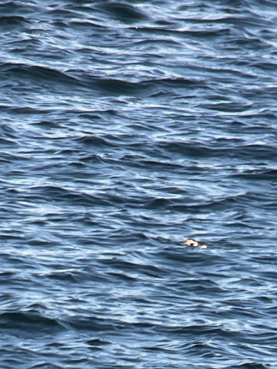 Long-tailed Duck - ML645690654