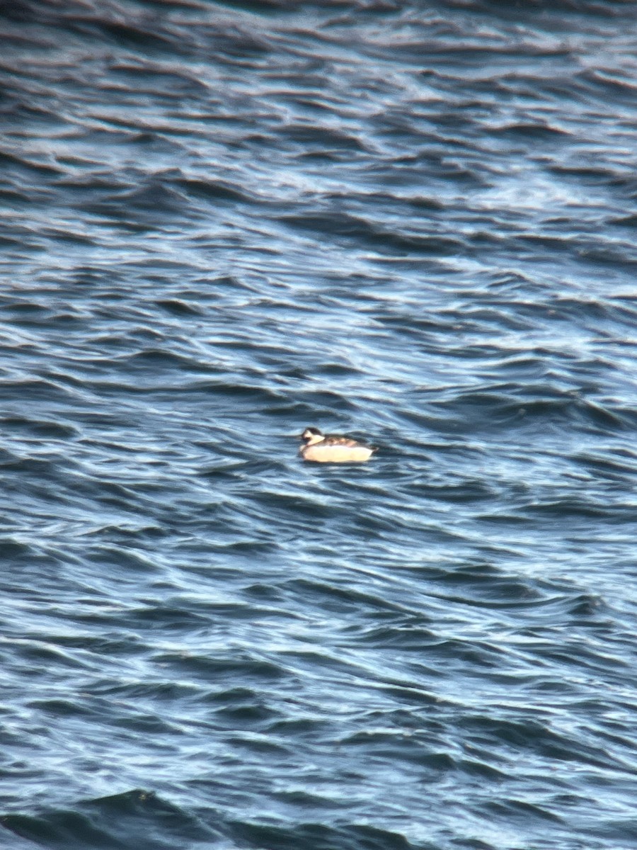 Long-tailed Duck - ML645690655