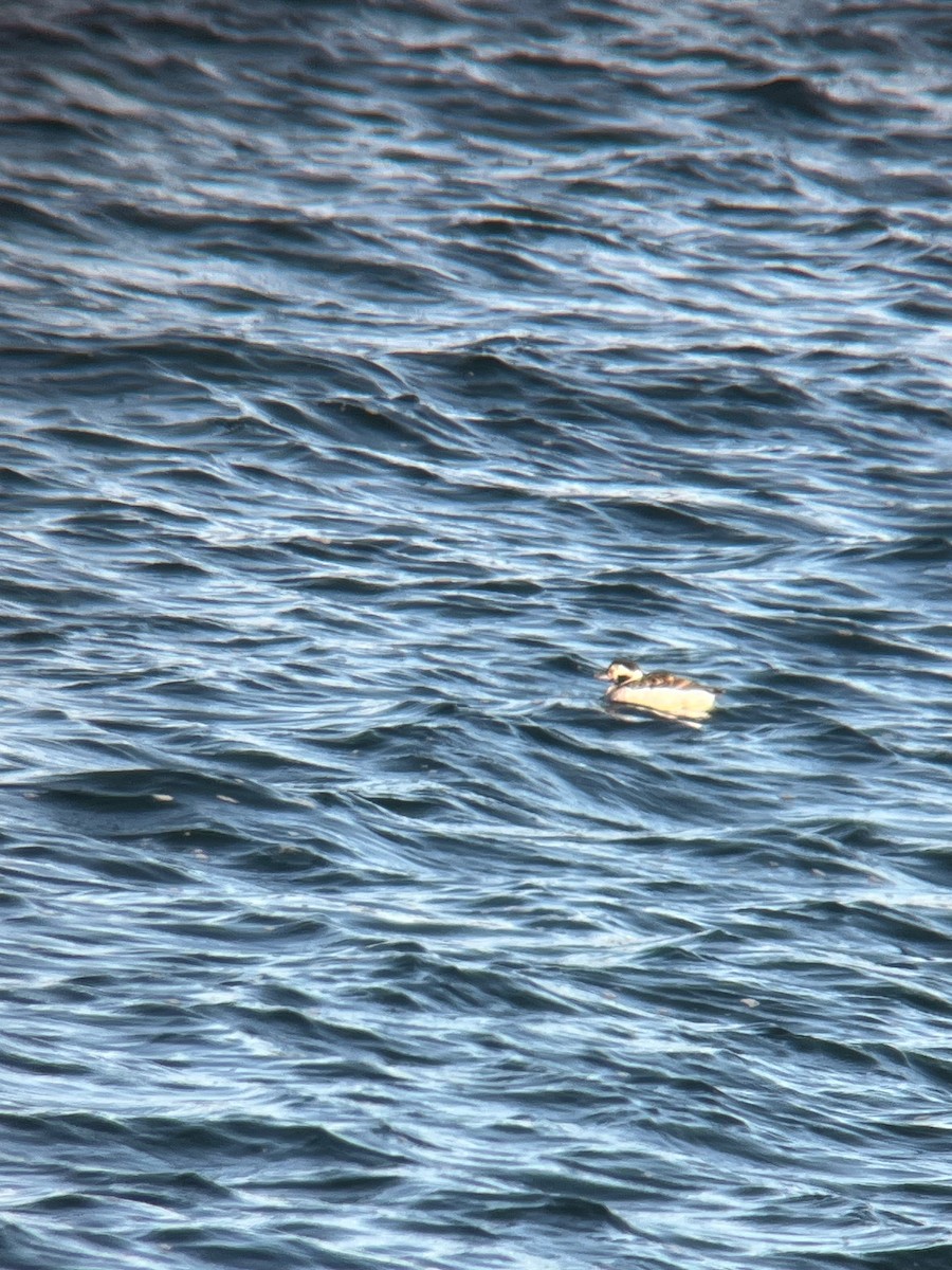 Long-tailed Duck - ML645690656
