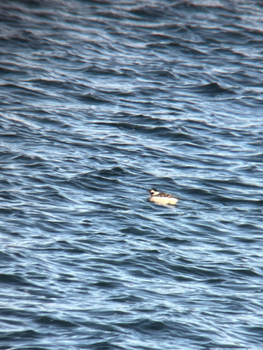 Long-tailed Duck - ML645690657