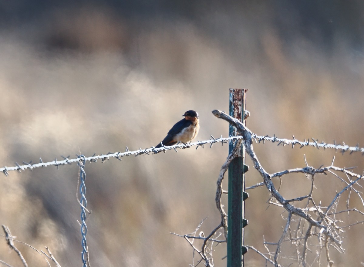 Barn Swallow - ML645690662
