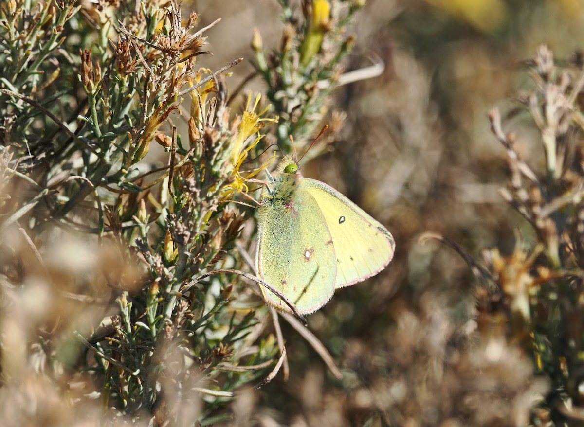 Orange Sulphur - ML645690670