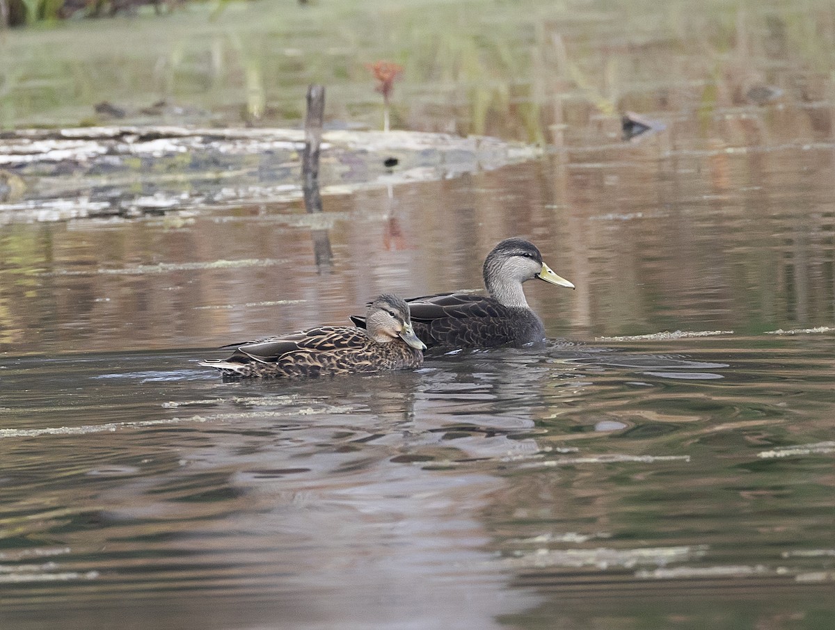 American Black Duck - ML645690671
