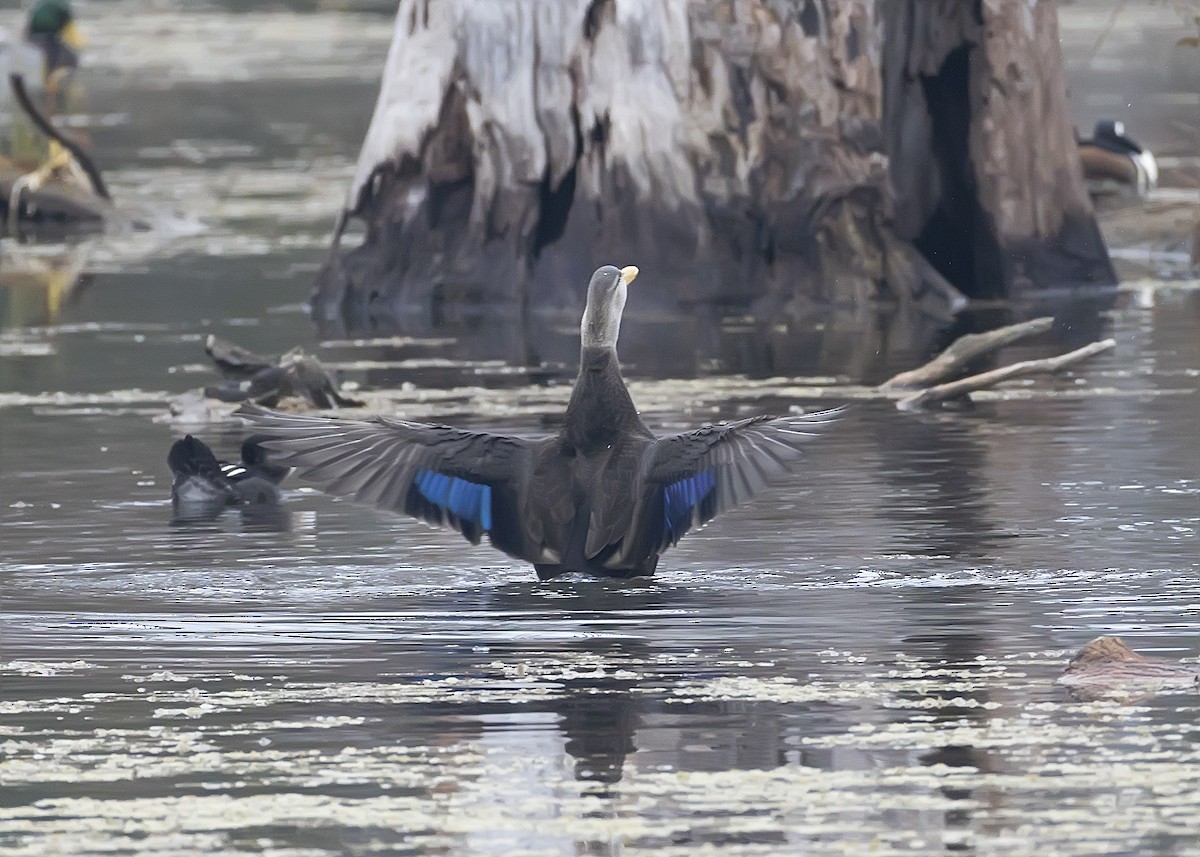 American Black Duck - ML645690672