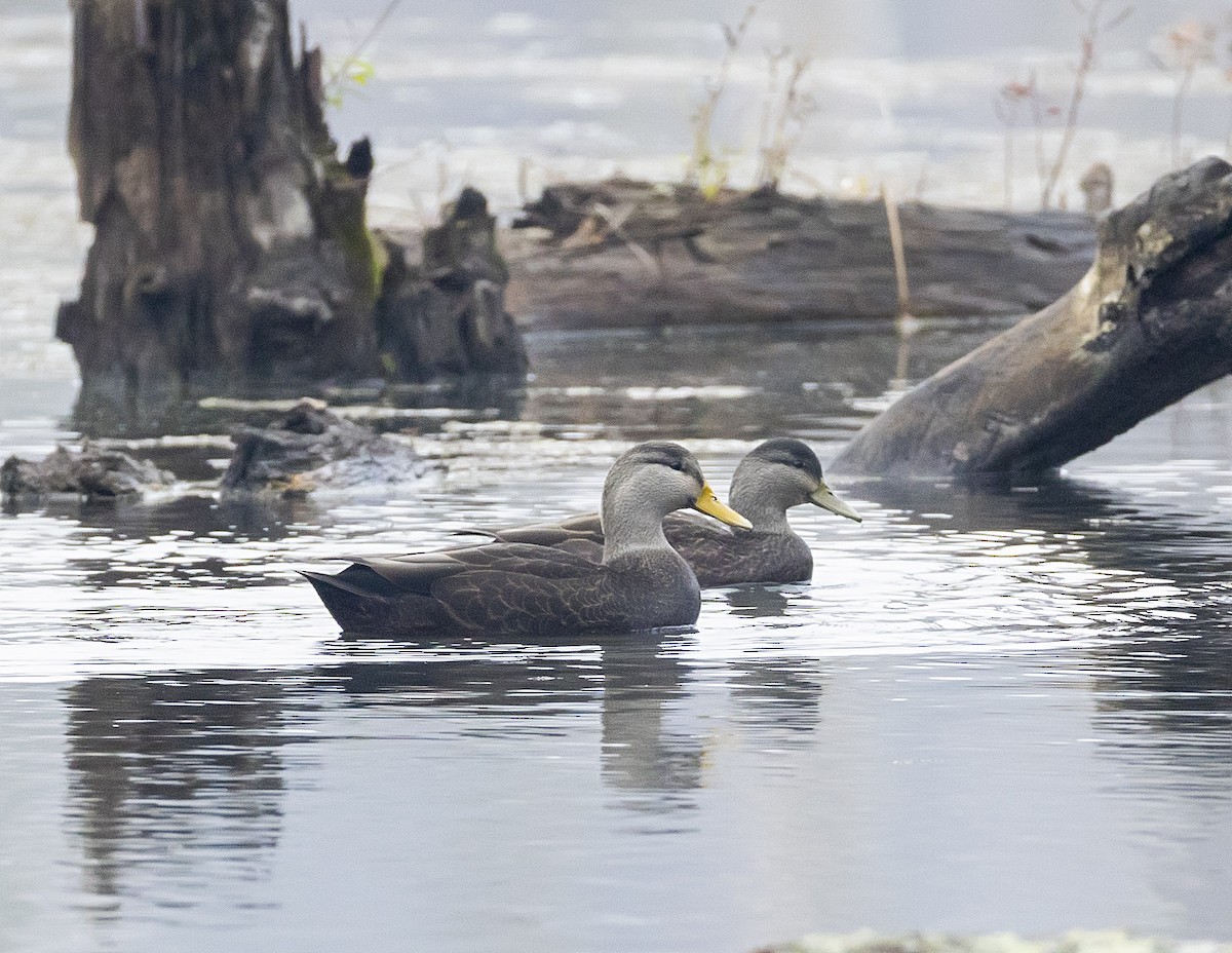American Black Duck - ML645690673