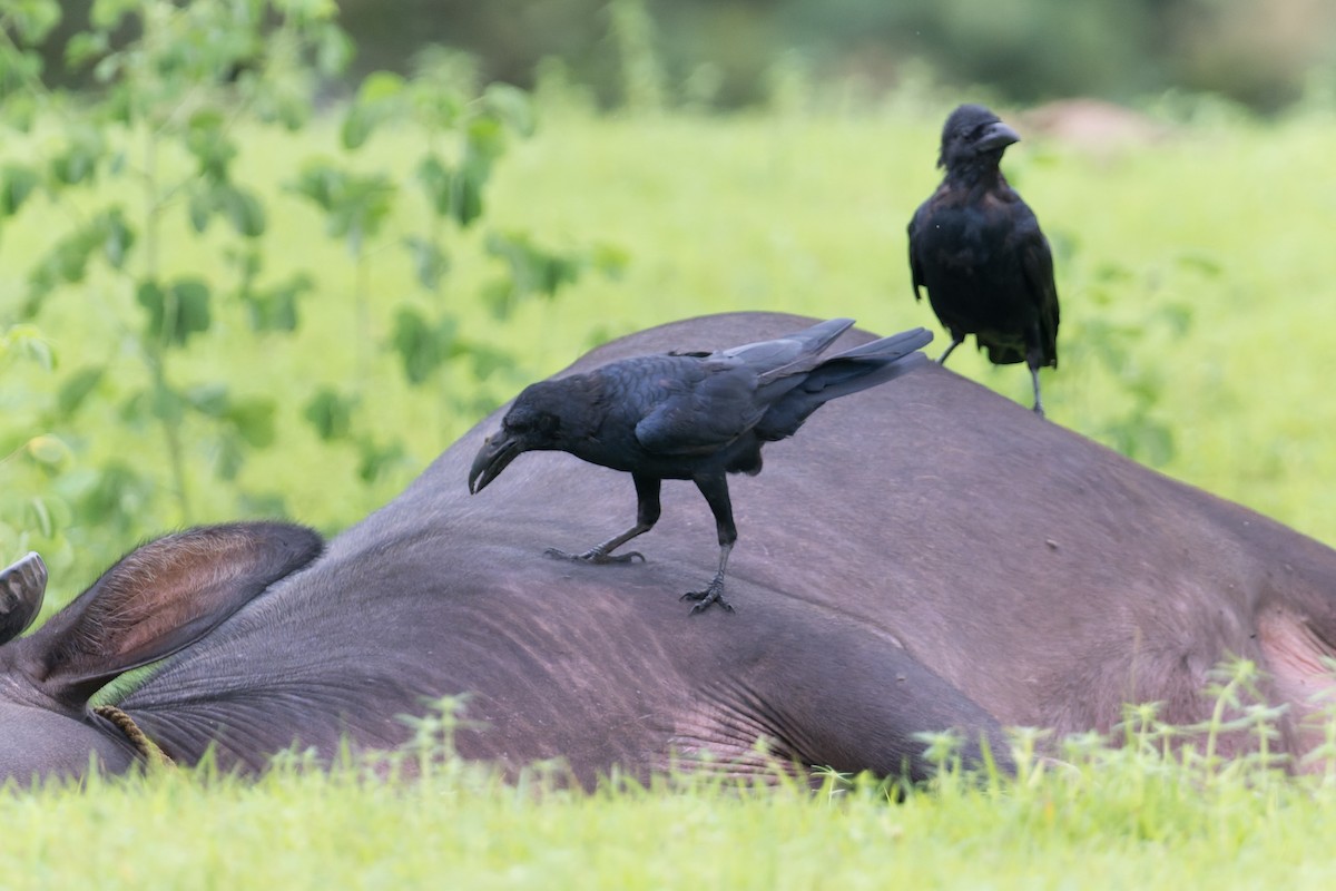 Large-billed Crow (Indian Jungle) - ML645690676