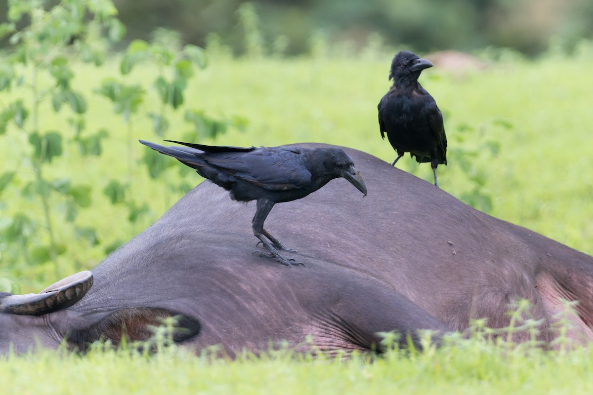 Large-billed Crow (Indian Jungle) - ML645690678