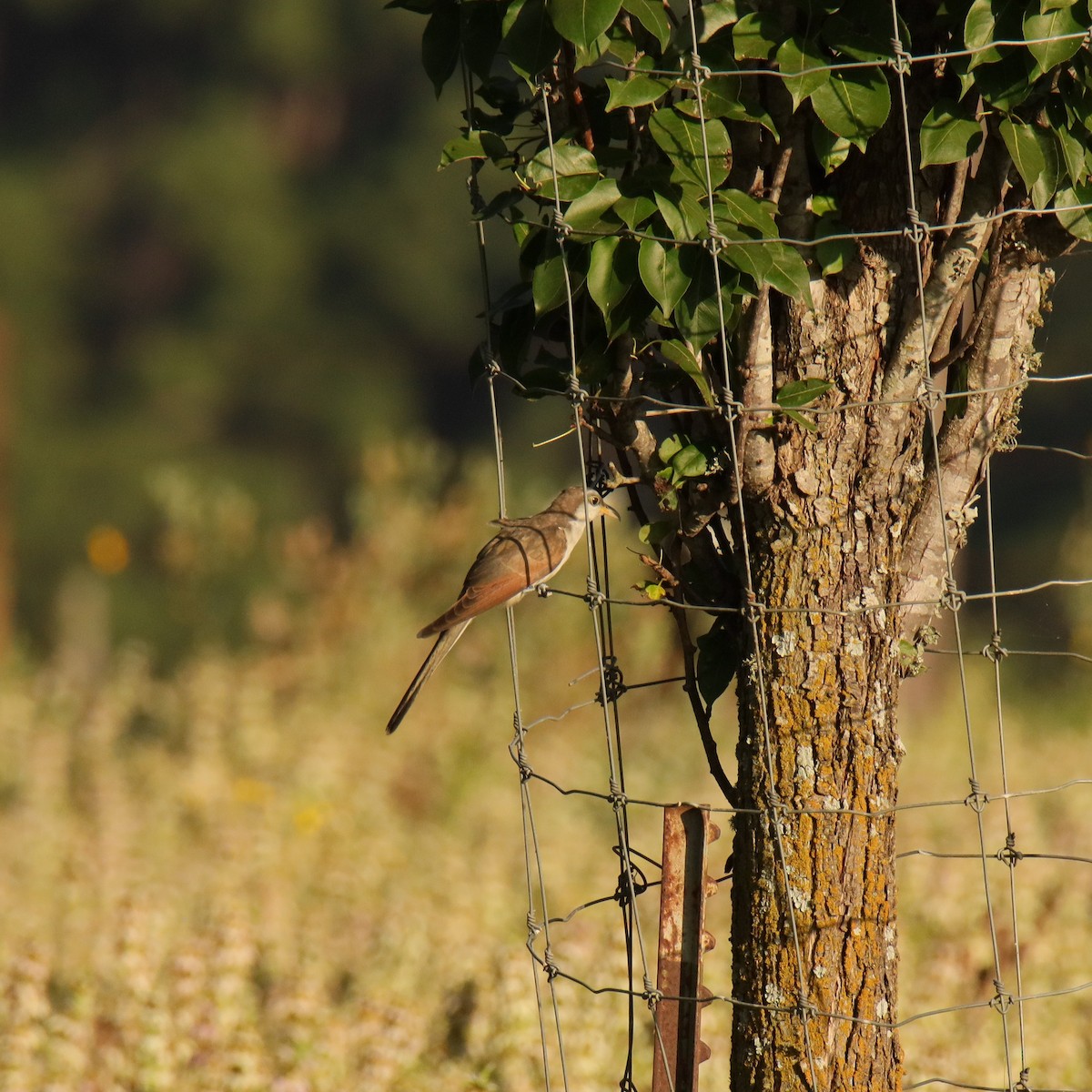 Yellow-billed Cuckoo - ML645690683