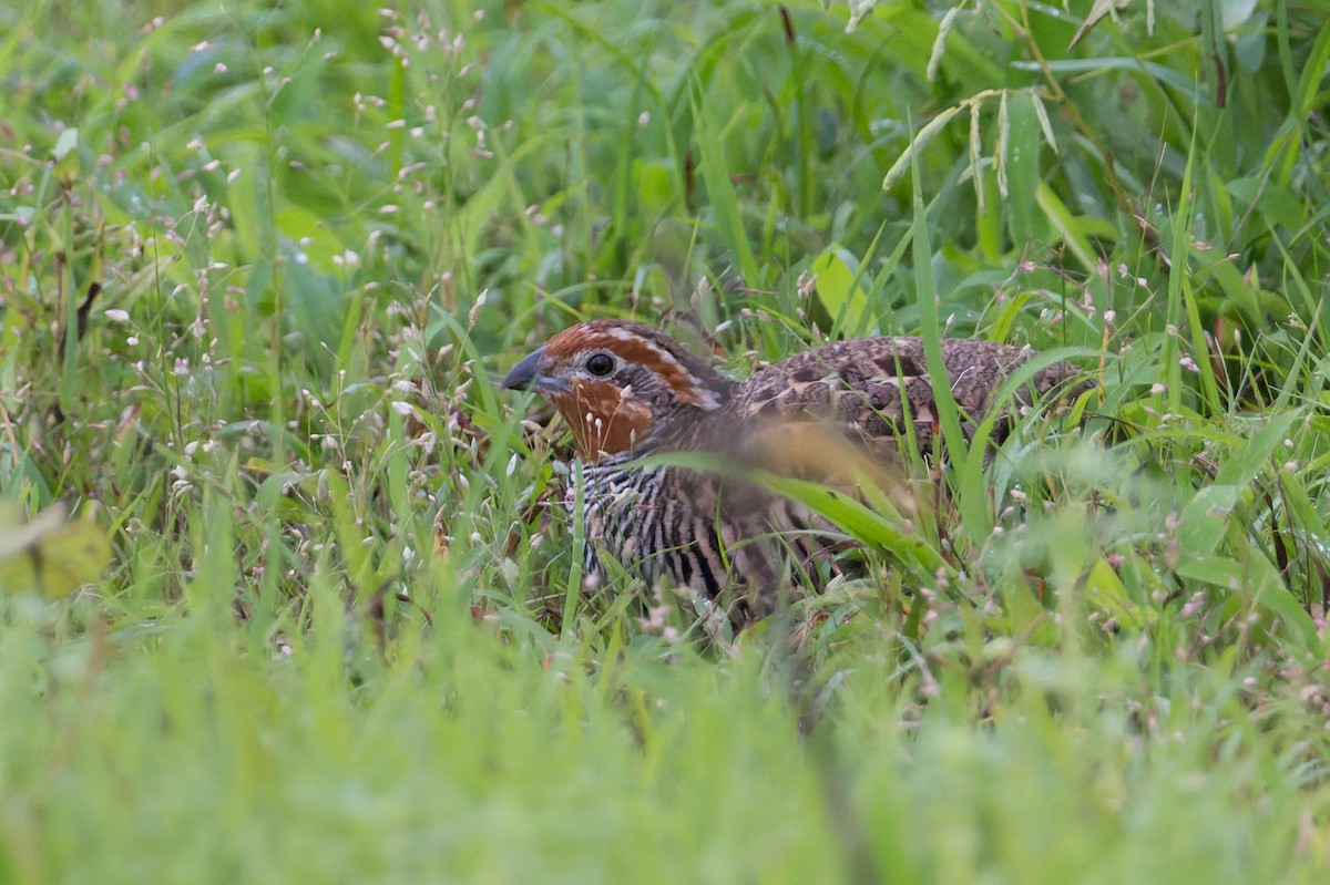 Jungle Bush-Quail - ML645690684
