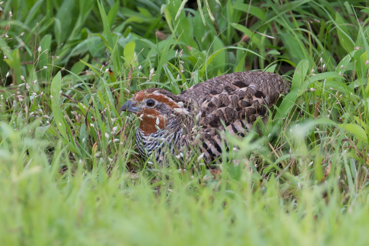 Jungle Bush-Quail - ML645690685