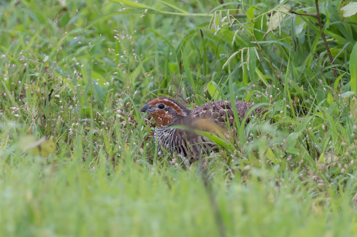 Jungle Bush-Quail - ML645690686