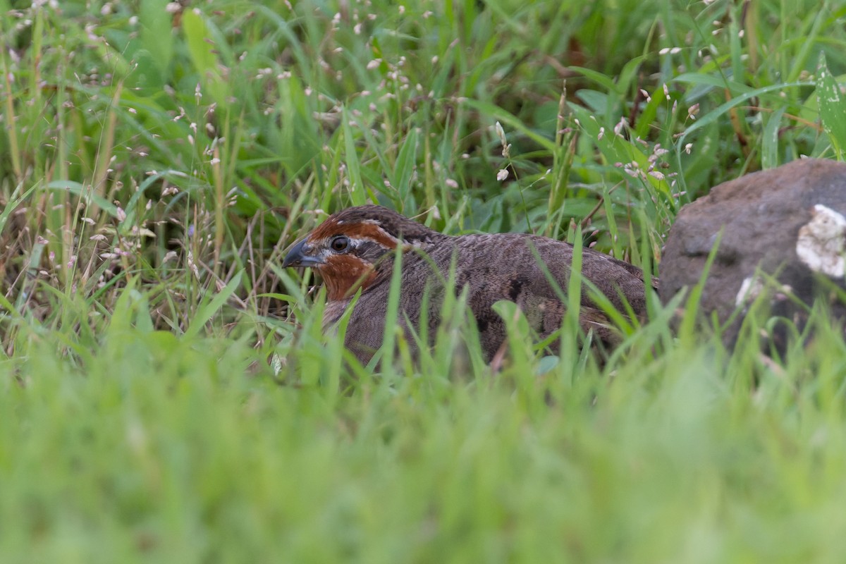 Jungle Bush-Quail - ML645690694