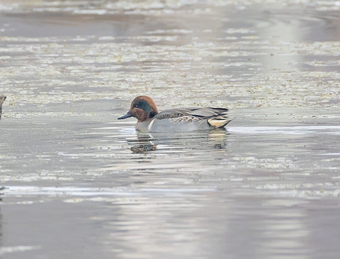 小水鴨 - ML645690695