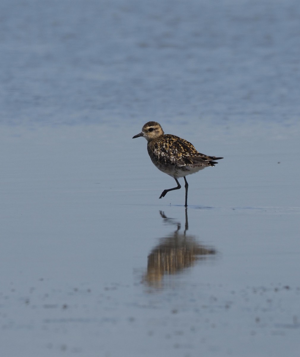 kulík pacifický - ML645690700