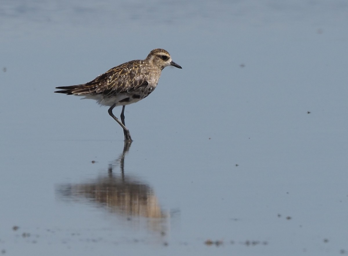 kulík pacifický - ML645690701