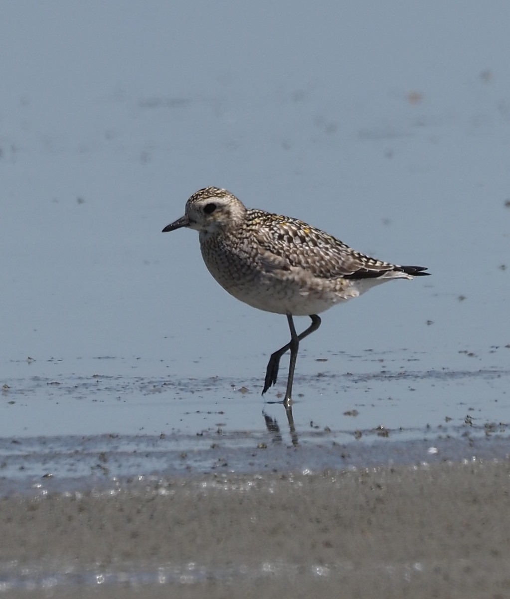 kulík pacifický - ML645690702