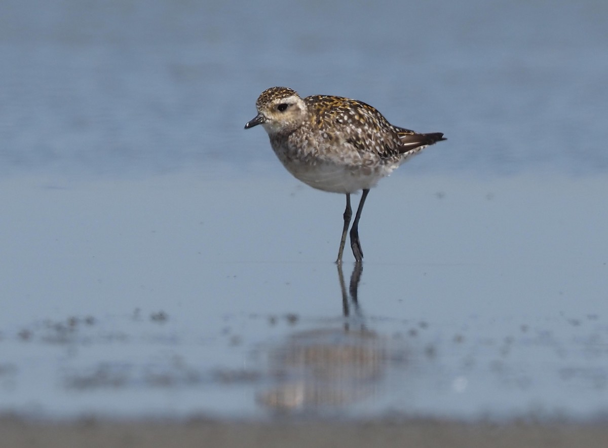 kulík pacifický - ML645690703