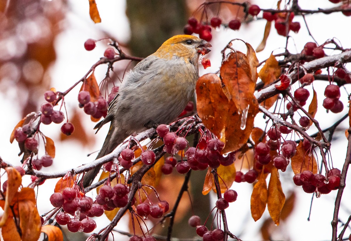 Смеречник тайговий - ML645690712