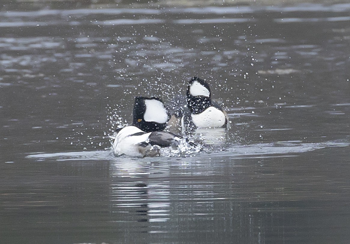 Hooded Merganser - ML645690717