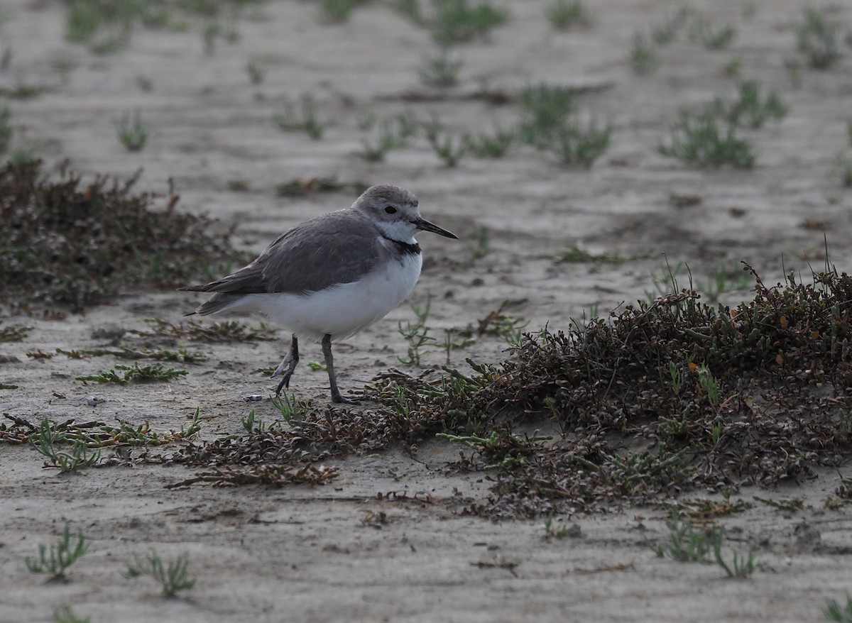 kulík křivozobý - ML645690728