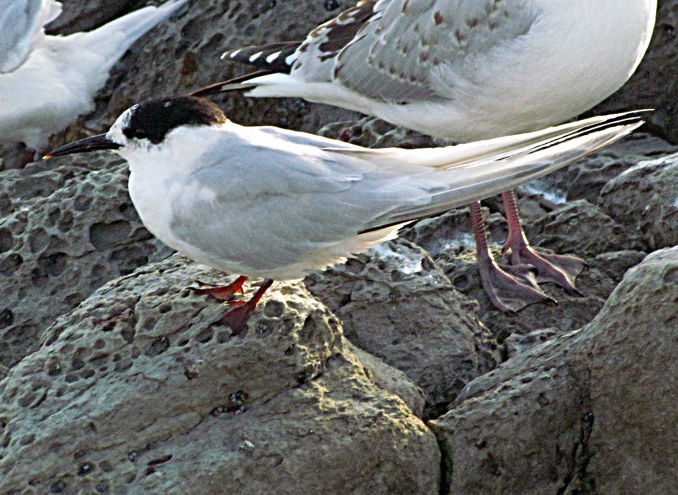 rybák běločelý - ML645690736