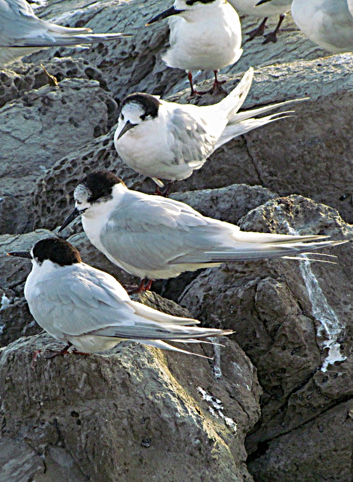 rybák běločelý - ML645690737