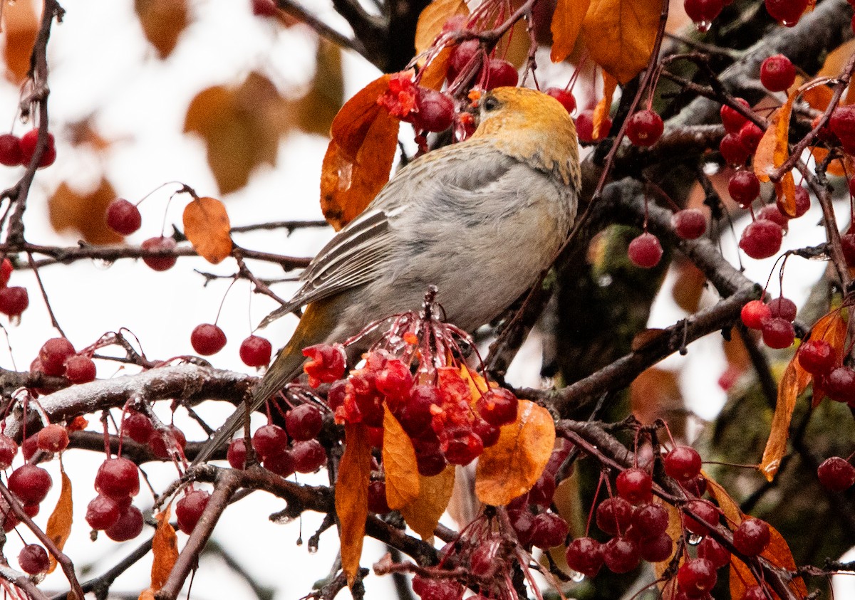 Смеречник тайговий - ML645690739