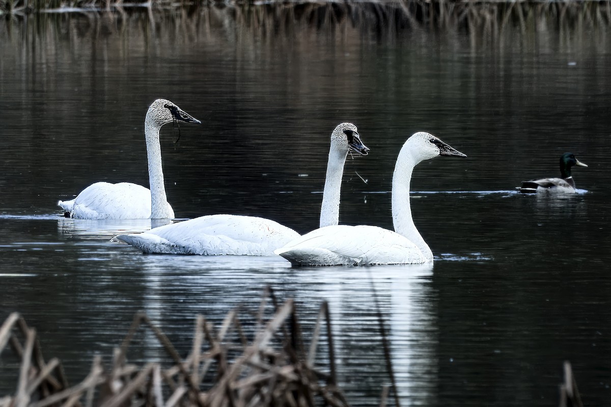 Trumpeter Swan - ML645690740